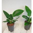 Philodendron Imperial Green ( Ø 15/19 ) 40-50