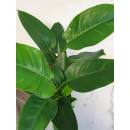 Philodendron Imperial Green ( Ø 15/19 ) 40-50