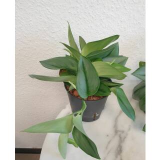 Philodendron Metal Green ( Ø 13/12 )