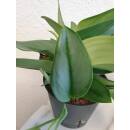Philodendron Metal Green ( Ø 13/12 )