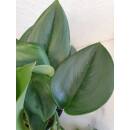 Philodendron Metal Green ( Ø 13/12 )