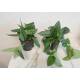 Philodendron Metal Green ( Ø 13/12 )