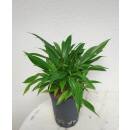 Philodendron Little Phil ( Ø 15/19 ) 35-40