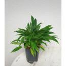 Philodendron Little Phil ( Ø 15/19 ) 35-40