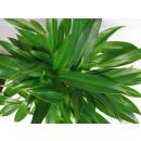 Philodendron Little Phil ( Ø 15/19 ) 35-40