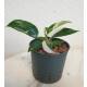 Philodendron White Princess Half Moon/Half White Ø 13/12  ( 20-30 )