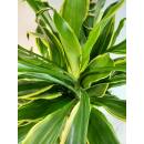 Dracaena frag. Golden Coast Ø 18/19 (60/30/15, 100 - 120)