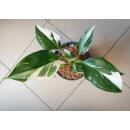 Philodendron White Wizard  Ø 13/12  ( 20-30 )