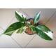 Philodendron White Wizard  Ø 13/12  ( 20-30 )