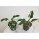 Philodendron White Wizard  Ø 13/12  ( 20-30 )