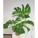 Monstera deliciosa Variegata grün-weiß,...