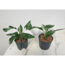 Philodendron White Wizard Half Moon/Half White Ø 13/12  ( 20-30 )