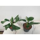 Philodendron White Wizard Half Moon/Half White Ø 13/12  ( 20-30 )