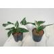 Philodendron White Wizard Half Moon/Half White Ø 13/12  ( 20-30 )