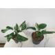 Philodendron White Wizard Half Moon/Half White Ø 13/12  ( 20-30 )