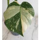 Monstera deliciosa variegata Thai Constellation Ø...