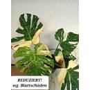 Monstera deliciosa variegata Thai Constellation Ø 18/19 - panaschiertes Fensterblatt grün-cremweiß,