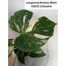 Monstera deliciosa variegata Thai Constellation Ø 18/19 - panaschiertes Fensterblatt grün-cremweiß,