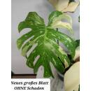 Monstera deliciosa variegata Thai Constellation Ø 18/19 - panaschiertes Fensterblatt grün-cremweiß,
