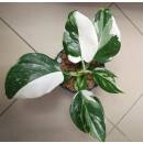 Philodendron White Wizard Full Moon/Full White Ø...