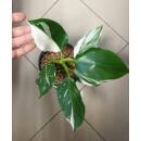 Philodendron White Wizard Full Moon/Full White Ø...