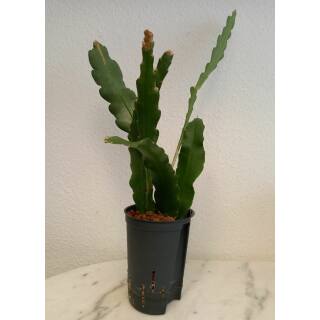 Epiphyllum MIX ( Ø 15/19 50-60)
