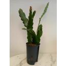 Epiphyllum MIX ( Ø 15/19 50-60)