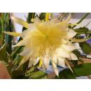 Epiphyllum MIX ( Ø 15/19 50-60)