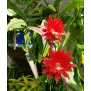Epiphyllum MIX ( Ø 15/19 50-60)