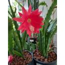 Epiphyllum MIX ( Ø 15/19 50-60)