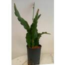 Epiphyllum MIX ( Ø 15/19 50-60)