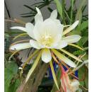 Epiphyllum MIX ( Ø 15/19 50-60)