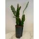 Epiphyllum MIX ( Ø 15/19 50-60)