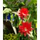 Epiphyllum MIX ( Ø 15/19 50-60)