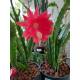 Epiphyllum MIX ( Ø 15/19 50-60)
