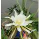 Epiphyllum MIX ( Ø 15/19 50-60)