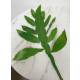 Epiphyllum MIX ( Ø 15/19 50-60)