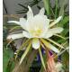 Epiphyllum MIX ( Ø 15/19 50-60)