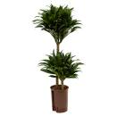 Dracaena der. Janet Craig Compacta  45/15 - Ø...