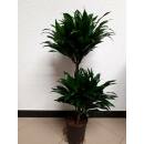 Dracaena der. Janet Craig Compacta  45/15 - Ø 15/19, ( 60 - 80)