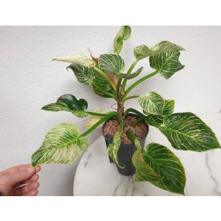 Philodendron birkin White Measure  ( Ø 15/19   40-50 cm hoch )