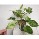 Philodendron birkin White Measure  ( Ø 15/19   40-50 cm hoch )