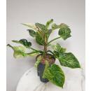 Philodendron birkin White Measure  ( Ø 15/19   40-50 cm hoch )