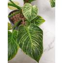 Philodendron birkin White Measure  ( Ø 15/19   40-50 cm hoch )