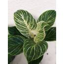 Philodendron birkin White Measure  ( Ø 15/19   40-50 cm hoch )