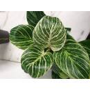 Philodendron birkin White Measure  ( Ø 15/19   40-50 cm hoch )
