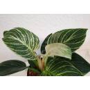 Philodendron birkin White Measure  ( Ø 15/19   40-50 cm hoch )