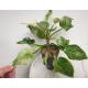 Philodendron birkin White Measure  ( Ø 15/19   40-50 cm hoch )