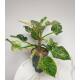 Philodendron birkin White Measure  ( Ø 15/19   40-50 cm hoch )