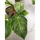 Philodendron birkin White Measure  ( Ø 15/19   40-50 cm hoch )
